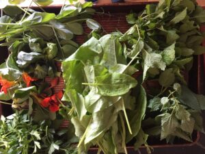Greens for Herbal Schav recipe
