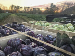 Cabbage at Red Fire Farm